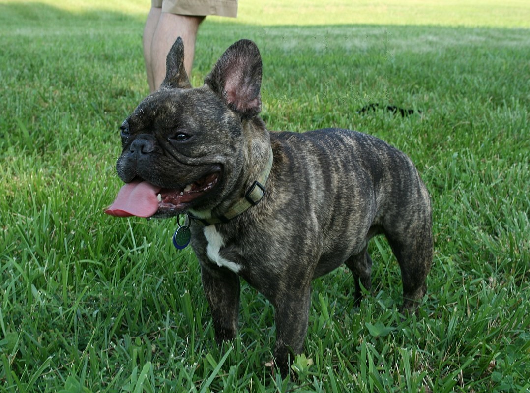 Brindle French Bulldog standing on grass