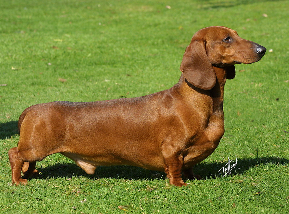 Smooth-haired brown Dachshund standing on grass