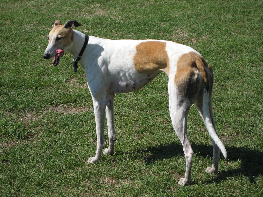 White-and-brindle Greyhound standing on grass
