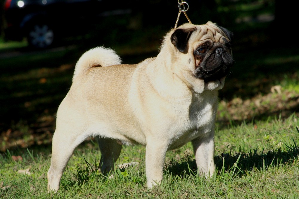 Fawn Pug standing outdoors