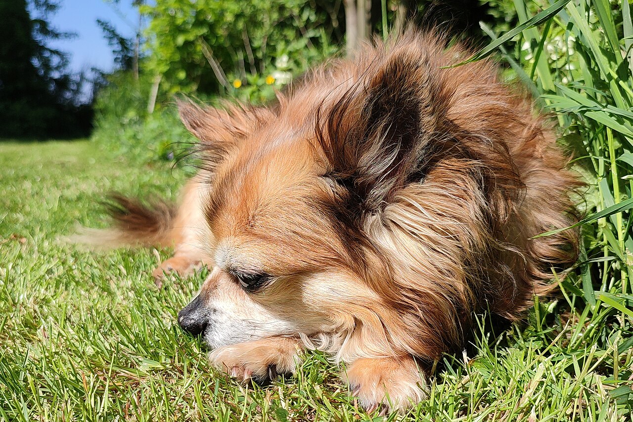 Long-haired Chihuahua lying in sunlight on grass