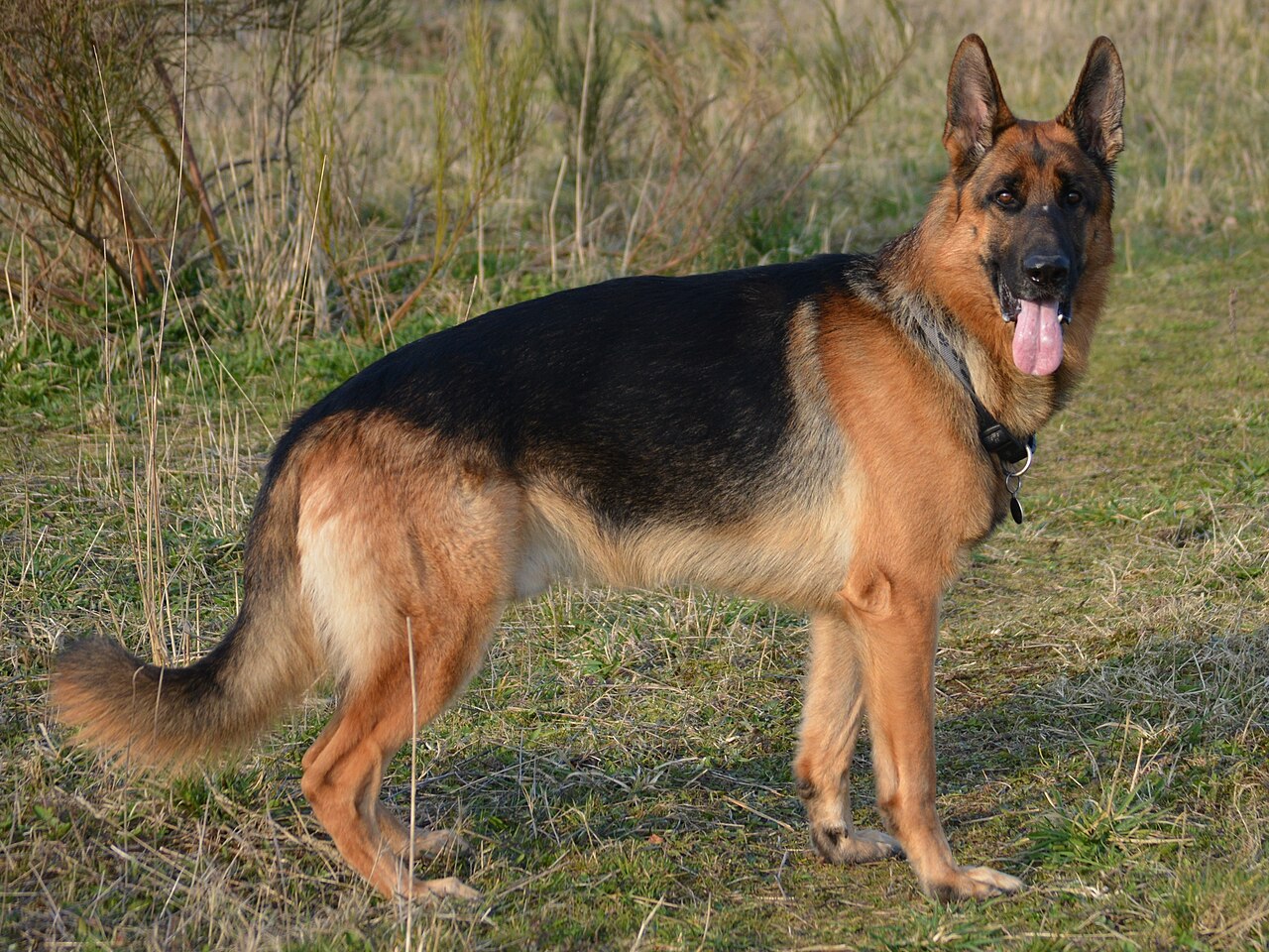 German Shepherd standing in a field